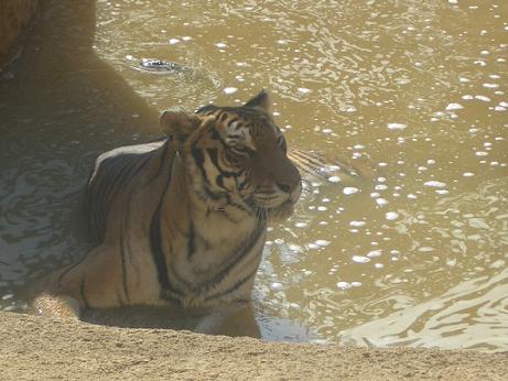 La tigre si rinfresca al Parco Safari