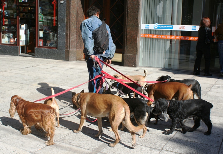 Dog sitter per le vie di Buenos Aires