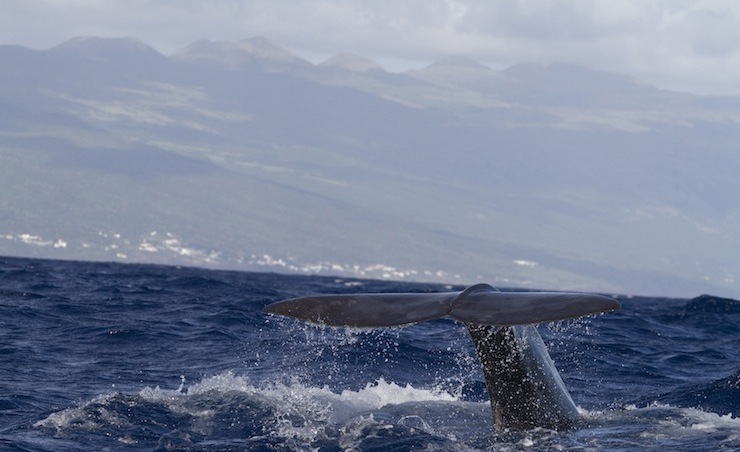 La classica codata di una balena