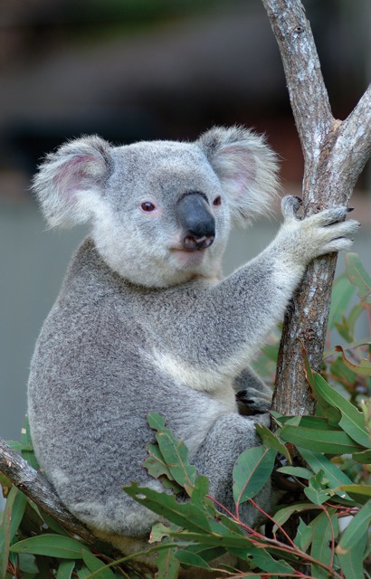 Koala del Wild Park