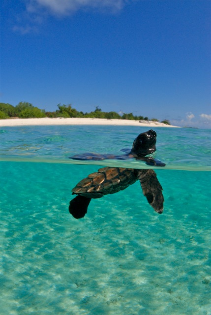 Pom Pom Island, una tartaruga marina