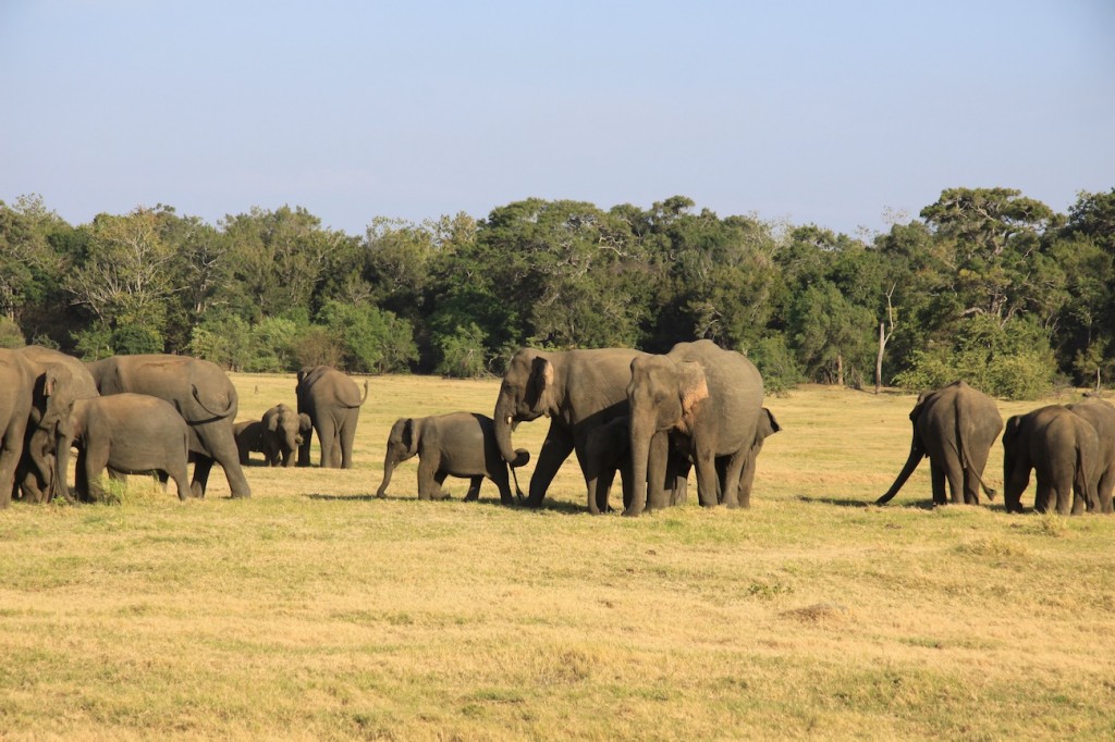 Elefanti allo stato brado allo Yala -IMG_0516