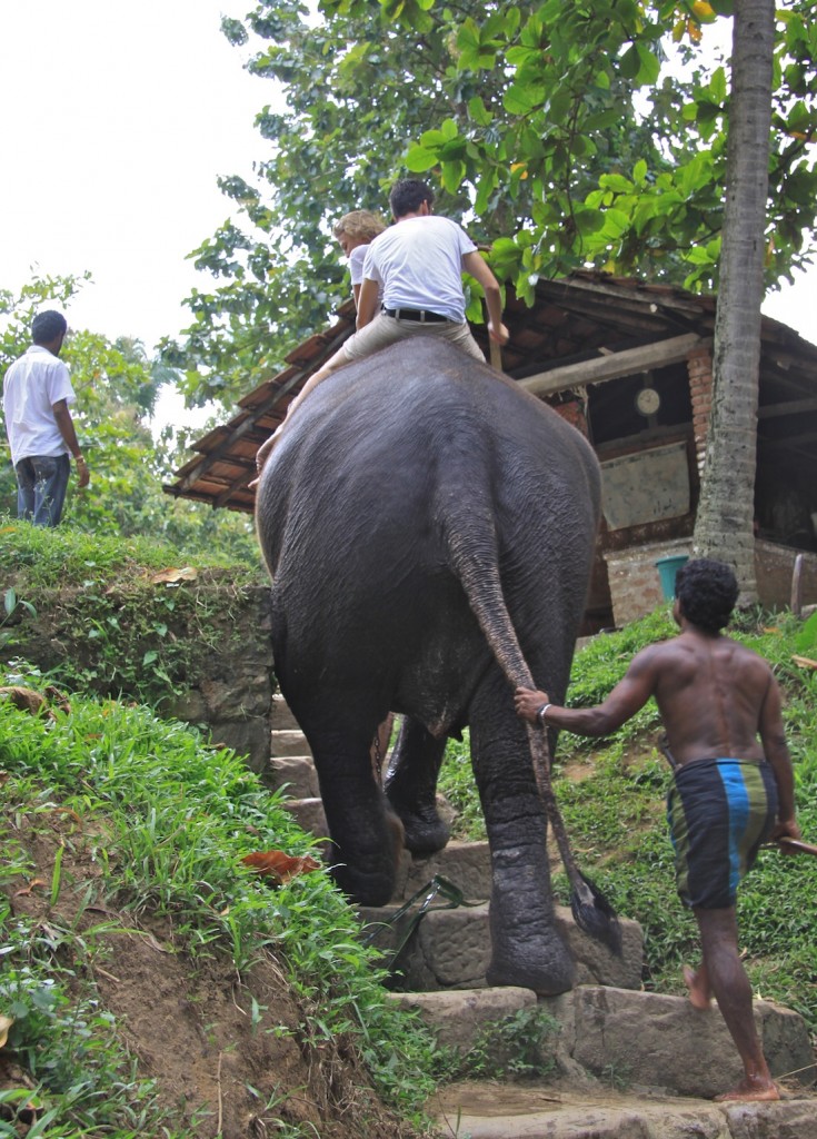 Passeggiata a dorso d'elefante - IMG_0367