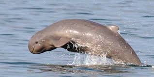 Il delfino Orcaella