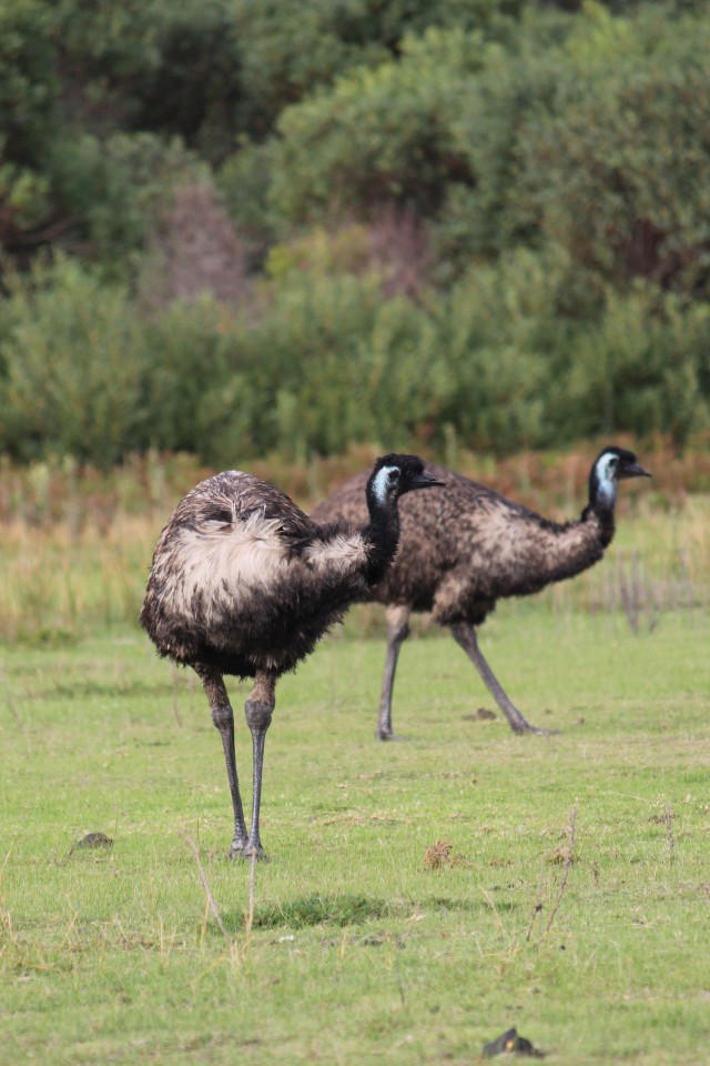 Gli Emu