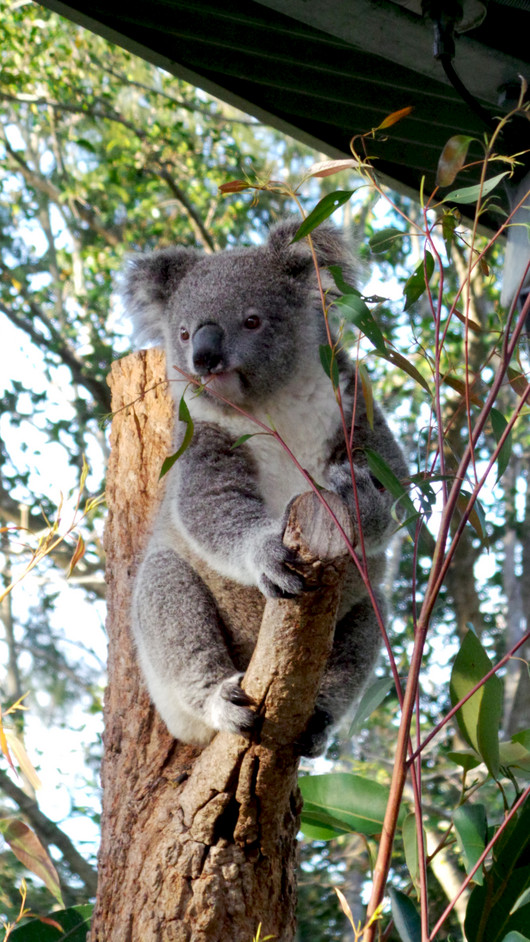 Prue, una delle koala allo zoo di Cairns