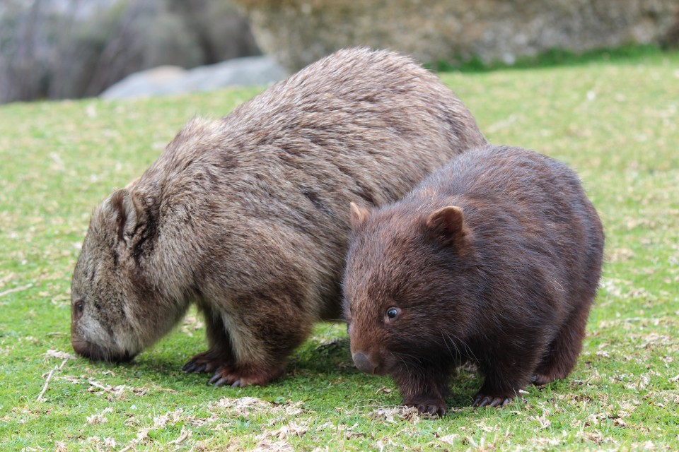 I Wombats