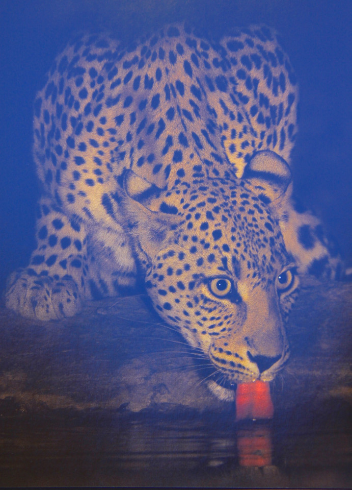 Il leopardo si abbevera nella notte alla pozza d'acqua del Tutwa