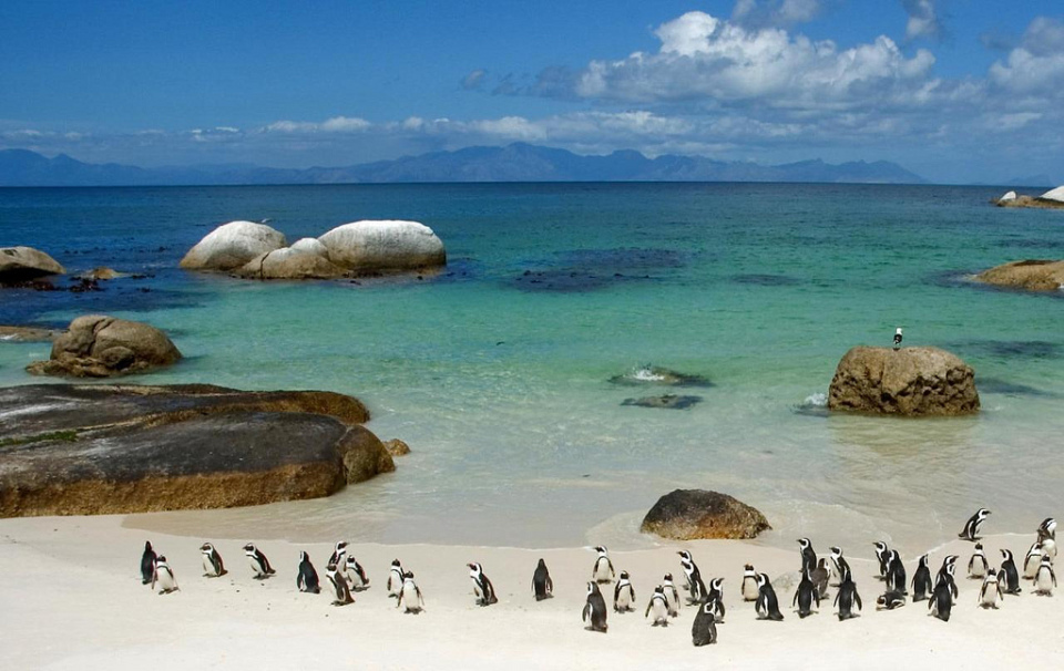 I pinguini del Sud Africa