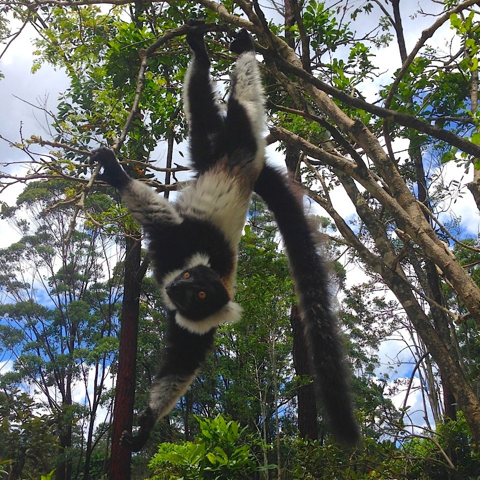L'Indri Indri, il lemure più grande.