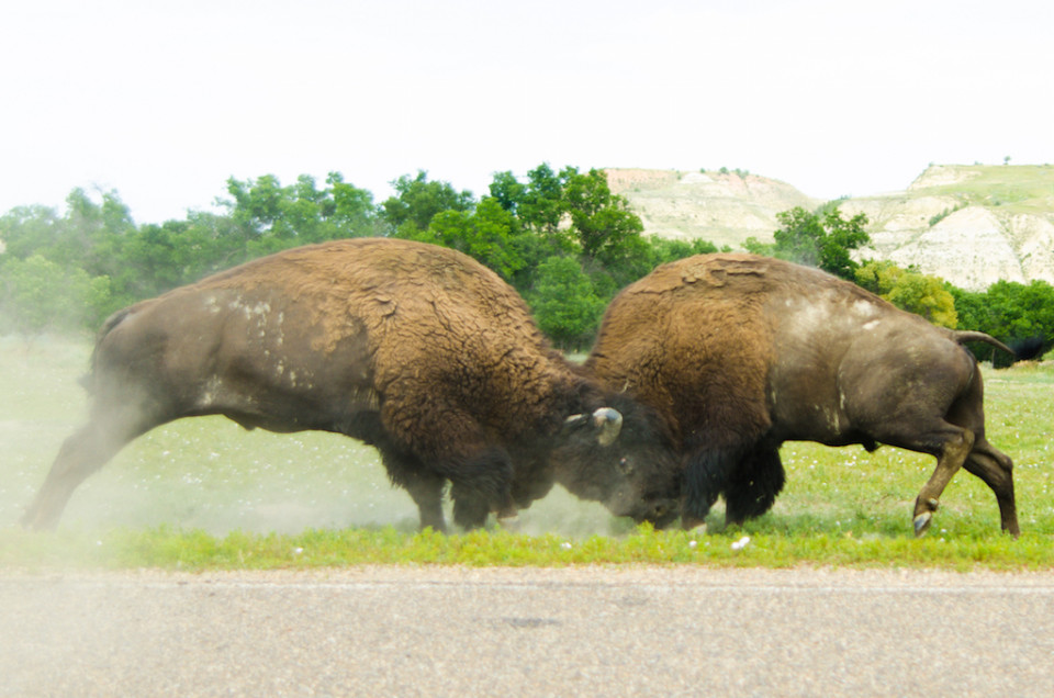 Due bisonti in lotta vicino alla strada del Roosevelt Park