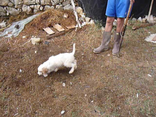 Un cane durante l'addestramento a cavare tartufi