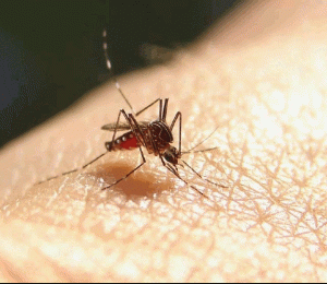 Schiacciando zanzare