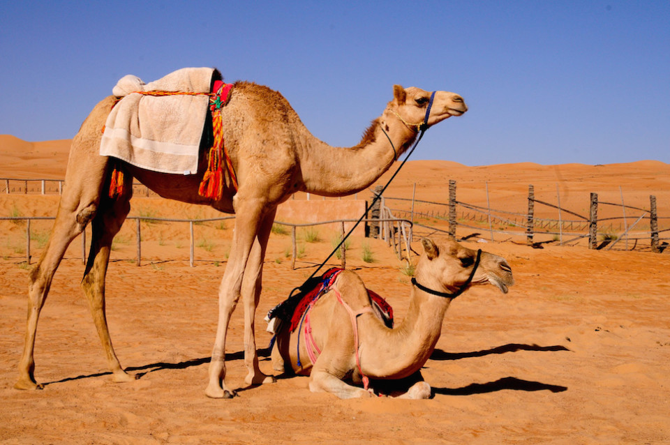 I cammelli in Oman