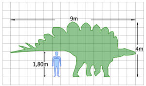 Stegosauro, le dimensioni