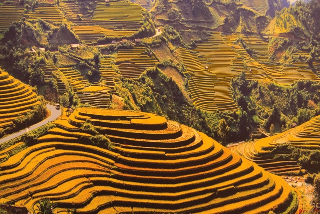 Il giallo delle risaie terrazzate patrimonio dell’Umanità attorno a Sapa