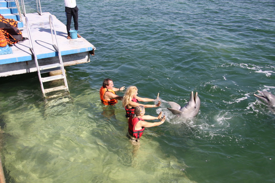 Si gioca con i delfini al delfinario