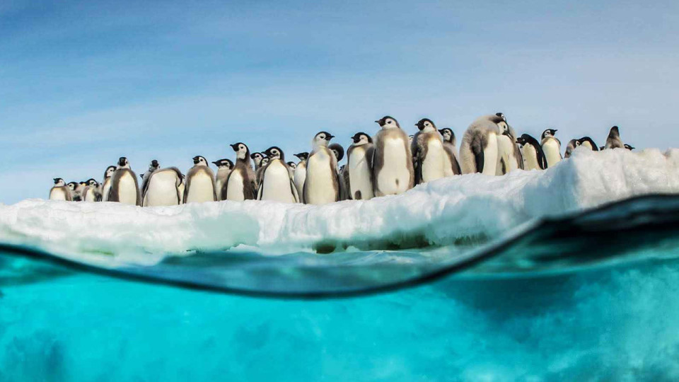Da La Marcia dei Pinguini