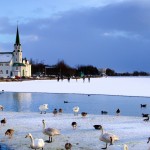 Sul lago cittadino Tjörnin ghiacciato assieme ai cigni (foto di Stefano Tiozzo)