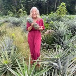 Dentro una piantagione di ananas
