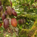 La pianta del cacao