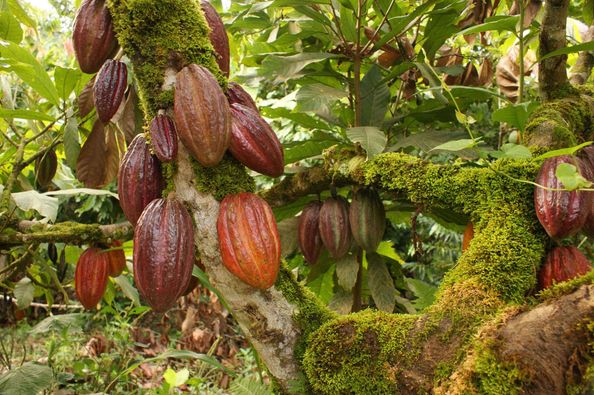 La pianta del cacao